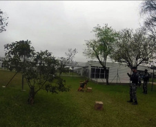 Cães de faro da PM passam por testes de faro de armas no Rio Grande do Sul  Foto: PMPR
