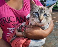 Programa CastraPet esteriliza gratuitamente animais em Guarapuava até a próxima terça-feira. Foto:SEDEST