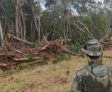 Estado aplica R$ 1 milhão em multas e apreende madeira nativa em ação contra o desmatamento  -  Curitiba, 31/08/2021  -  Foto: PMPR