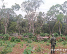 Estado aplica R$ 1 milhão em multas e apreende madeira nativa em ação contra o desmatamento  -  Curitiba, 31/08/2021  -  Foto: PMPR