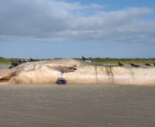 IAT orienta sobre cuidados com baleia morta encontrada na Ilha do Mel. Foto:LEC/UFPR
