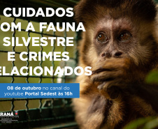 Duas lives, nesta quinta e sexta-feira (07 e 08) destacam os cuidados e a criminalização aos animais domésticos e silvestres no Estado do Paraná. As lives começam às 16 horas, transmitidas ao vivo pelo Canal do Youtube da Secretaria do Desenvolvimento Sustentável e do Turismo (Sedest). - Foto: SEDEST