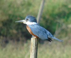Alunos da UENP catalogam 91 espécies de aves em Bandeirantes. Foto: UENP