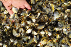 Sanepar e Amigos dos Rios fazem soltura de 3 mil peixes em Cascavel. Foto:SEDEST