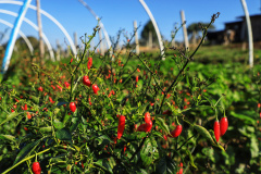 IDR-Paraná: pesquisa busca impulsionar a agricultura orgânica