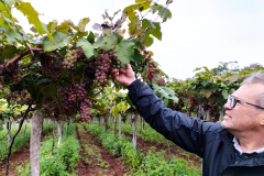 Produtores do Sudoeste debatem tecnologias para impulsionar a produção de uvas