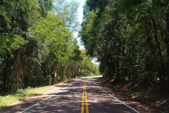 DER finaliza licitação para poda de árvores em 742 km de rodovias do Oeste e Sudoeste