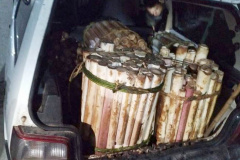 Denúncia via 181 prende suspeito de transporte de palmito ilegal no Litoral do Estado