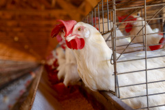 Adapar emite Nota Técnica sobre influenza aviária