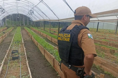 Após denúncia via 181, Polícia Militar apreende mais de 700 pés de maconha em Guaratuba