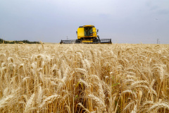 Colheita do trigo