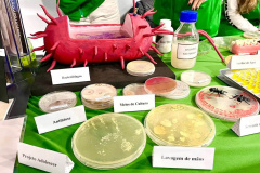 UEL na SBPC: Vírus, bactérias e fungos “do bem” infectam estande da 75ª Reunião Anual, em Curitiba