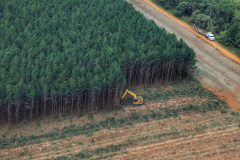 Grupo técnico é criado para proteger os cultivos florestais do Paraná