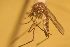 Foz do Iguaçu e Londrina são selecionadas para teste de novo método contra a dengue
