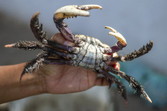 A temporada de captura do caranguejo-uçá está liberada a partir desta sexta-feira (1º) no Paraná