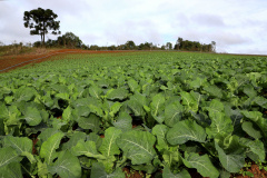 PLANTAÇÃO HORTALIÇAS