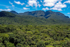 No Dia das Florestas, Paraná celebra novo indicador de redução do desmatamento ilegal
