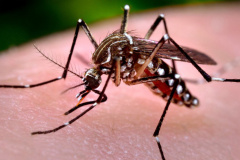 Boletim mostra mais cinco municípios com casos de dengue.Foto: Agência Senado/Prefeitura de São Paulo