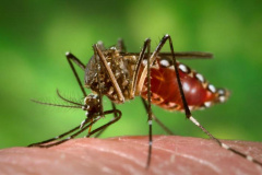 Mosquito da dengue. - Crédito: Divulgação / Portal Brasil/ em: http://www.mcti.gov.br/noticia/-/asset_publisher/epbV0pr6eIS0/content/%E2%80%98aedes-do-bem%E2%80%99-liberado-pela-ctnbio-ajuda-a-combater-o-mosquito-da-dengue;jsessionid=1CD7C5D68ECE6E2EA95796A13A8E7405