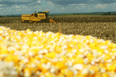 Colheita de milho. Foto Jonas Oliveira/Arquivo-ANPr