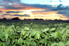 Paraná reduz em até 50% uso de agroquímicos na soja. Foto: José Gomercindo/ANPr