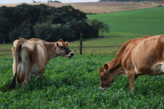 O Instituto Agronômico do Paraná (Iapar) promove nesta quarta-feira (7) dois eventos. Na Estação Experimental de Santa Tereza do Oeste, a 25 km de Cascavel, será o Dia de Campo de Culturas para Obtenção de Óleo. No Polo Regional de Pesquisa de Pato Branco, Sudoeste do Estado, acontece a Jornada Tecnológica de Leite a Pasto. Foto: Iapar