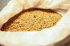 A safra de grãos de verão 2019/2020 deve atingir 23,4 milhões de toneladas, segundo estimativa mais recente do Departamento de Economia Rural (Deral), da Secretaria de Estado da Agricultura e do Abastecimento, divulgada quarta-feira (25).