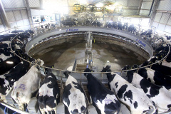 A Pesquisa da Pecuária Municipal (PPM) do Instituto Brasileiro de Geografia e Estatística (IBGE) confirma que o Paraná passou de terceiro para segundo maior produtor de leite do Brasil - foram 4,4 bilhões de litros produzidos em 2018