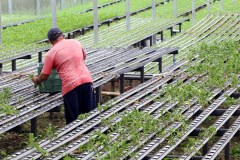 Produtores rurais sem comercialização podem perder cadastro. Foto: Gilson Abreu/AEN