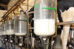 Produtor que não cumprir com as normas terá leite descartado. Foto: Arnaldo Alves/AEN