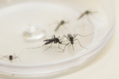 Paraná registra a primeira morte por dengue no segundo semestre. Foto: Arquivo/AEN