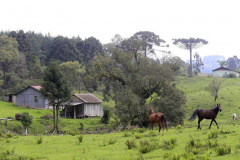 
IAP orienta proprietários a acompanharem o Cadastro Ambiental Rural. Foto: Arquivo/IAP