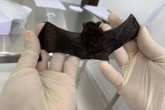 Saúde capacita técnicos na identificação de morcegos. Foto: SESA