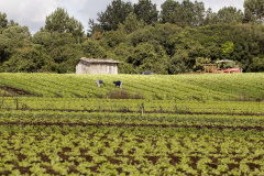 Governo vai focar ações na agricultura familiar em 2020 . Foto: José Fernando Ogura/AEN