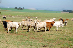 Trânsito de bovinos e búfalos tem novas regras no Paraná. Foto:Arquivo/AEN