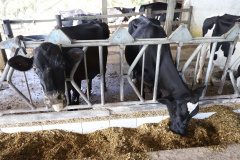 Técnica facilita adubação orgânica com dejetos de bovinos -  Foto: Arnaldo Alves / AEN.