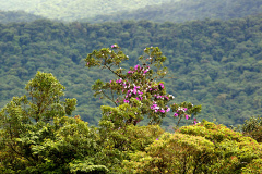 Paraná tem novo mapeamento de cobertura vegetal
.Foto:Denis Ferreira Netto/SEDEST