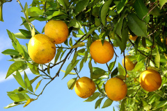 Fruticultura ganha força com apoio do Governo do Estado. Plantação de laranjas.. Foto:Jaelson Lucas / AEN