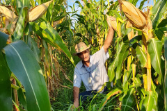 Consórcio com braquiária mantém a
produtividade de milho mesmo com estiagem
. Foto:IDR
