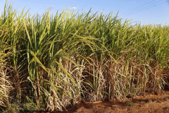 Paraná suspende por 30 dias queimada de cana-de-açúcar
. Foto:Arquivo AEN