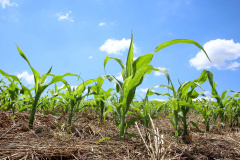 Boletim agropecuário registra avanço no plantio de milho. Foto: Jaelson Lucas/Arquivo/AEN