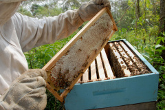 Paraná conquista liderança na produção de mel com crescimento de 8,5% na produção. Foto: Arnaldo Alves/Arquivo AEN