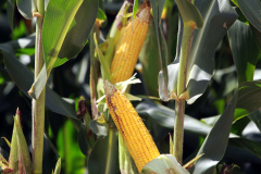 Nesta primeira safra, os produtores de milho paranaenses semearam 359 mil hectares. . Foto: Gilson Abreu/AEN