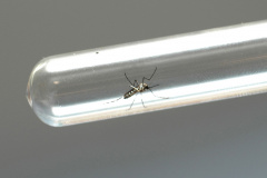 Paraná registra 132 novos confirmados de dengue. Foto: Arquivo AEN