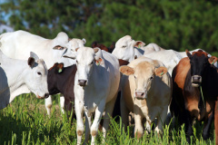 A arroba bovina teve preço reajustado em mais de 50% no ano passado, o que refletiu diretamente no bolso dos consumidores brasileiros de carne.  - Foto: Gilson Abreu/AEN