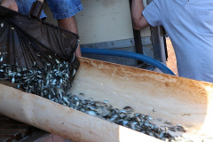  Paraná tem novas normas para repovoamento de peixes. Foto: SEDEST