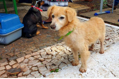 O CastraPet, Programa Permanente de Esterilização de Cães e Gatos, estará em Piraquara, entre os dias 25 e 29 de maio, para castrar mais de 700 animais domésticos no município. Foto:SEDEST