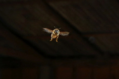 Webinar sobre deriva de agrotóxicos e proteção de abelhas acontece na segunda  -  Foto: Gilson Abreu/AEN