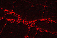 Imagem do sistema nervoso entérico evidencia células da glia, pré-processada com filtro para eliminação de ruído  -  Foto: Divulgação UEM