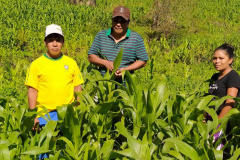 Projeto Renda Agricultor beneficia 560 famílias  -  Foto: SEJUF